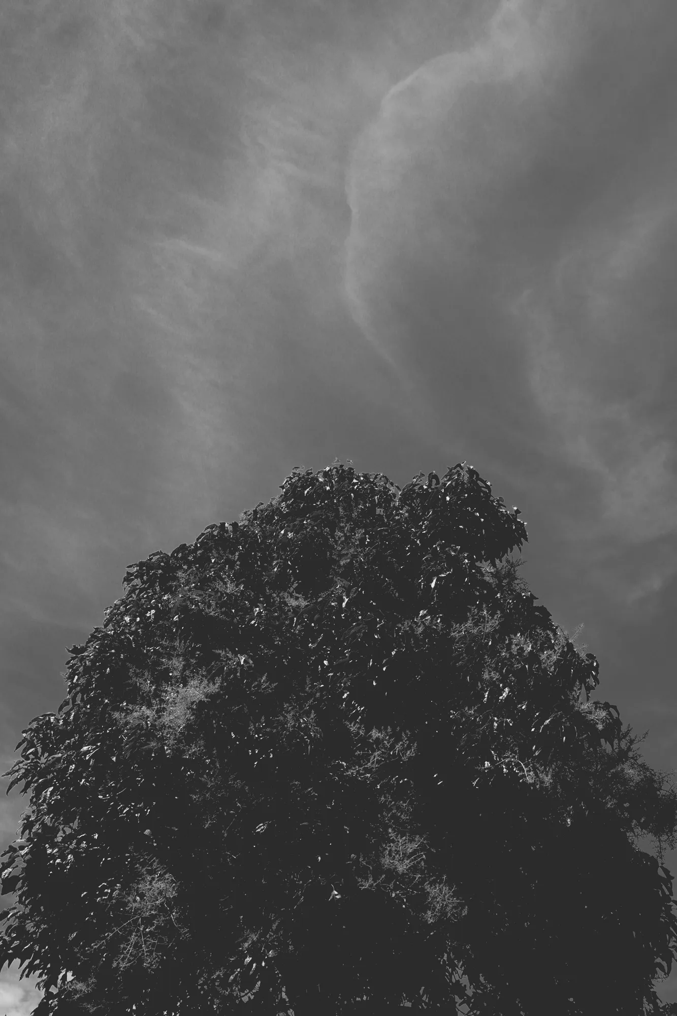2021-11-07 - Emmerentia, Johannesburg - Tree with fading clouds